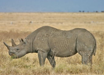 Rhinos in Serengeti