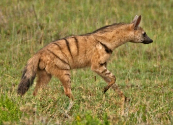 Aardwolf in serengeti