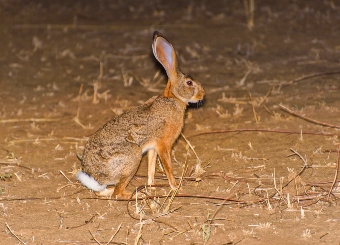 African Hares in serengeti
