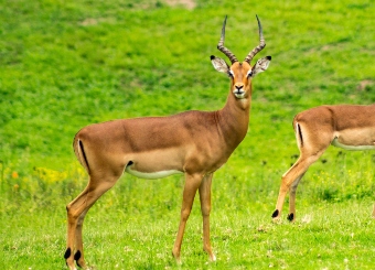 Antelope in serengeti
