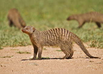 Banded Mongoose in Serengeti