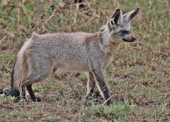 Bat Eared Fox in Serengeti