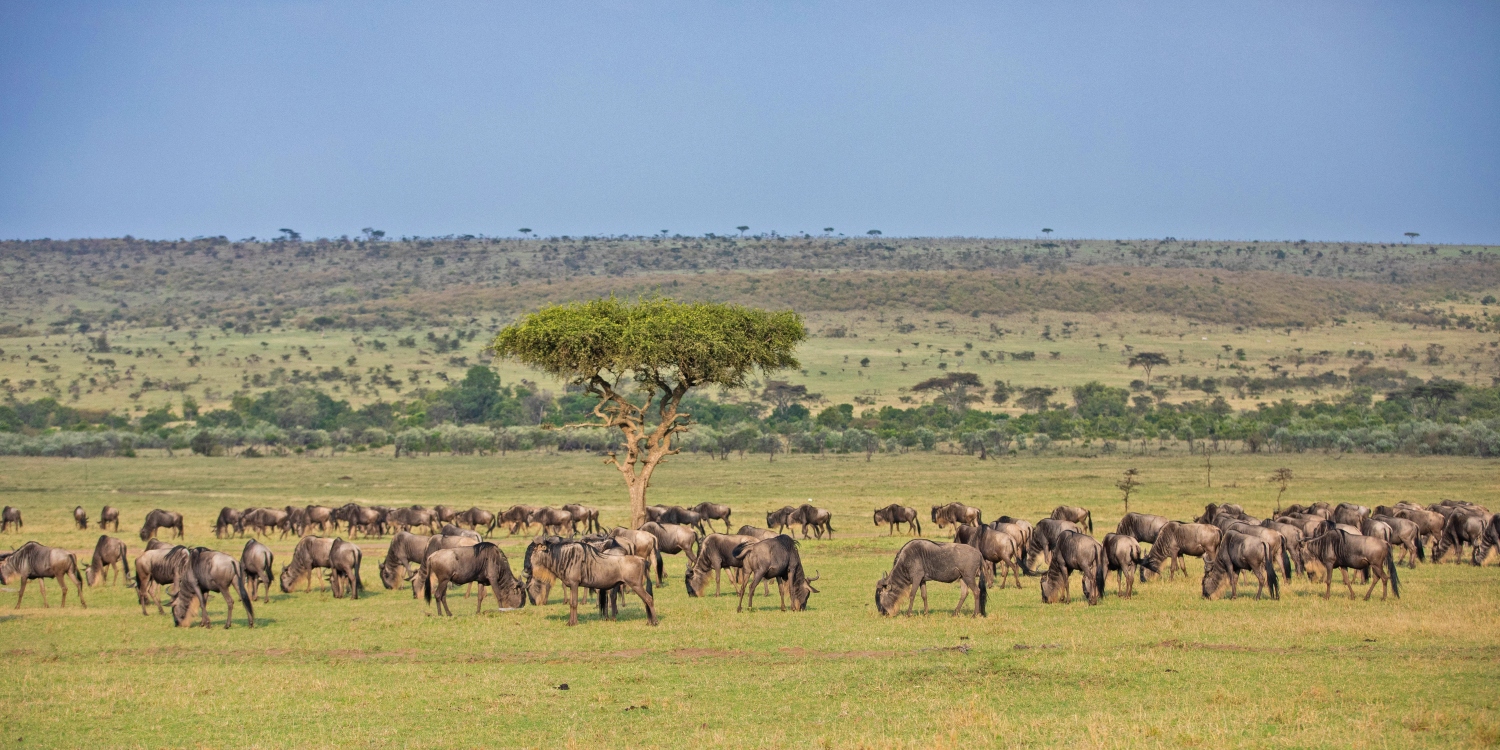 cheap serengeti safari