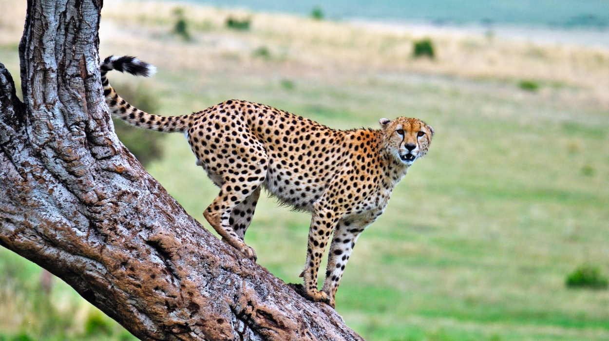 Cheetahs in serengeti