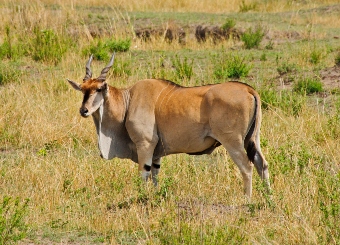  Common Elands in Serengeti