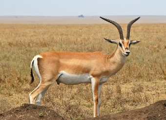 Grant's Gazelles in Serengeti