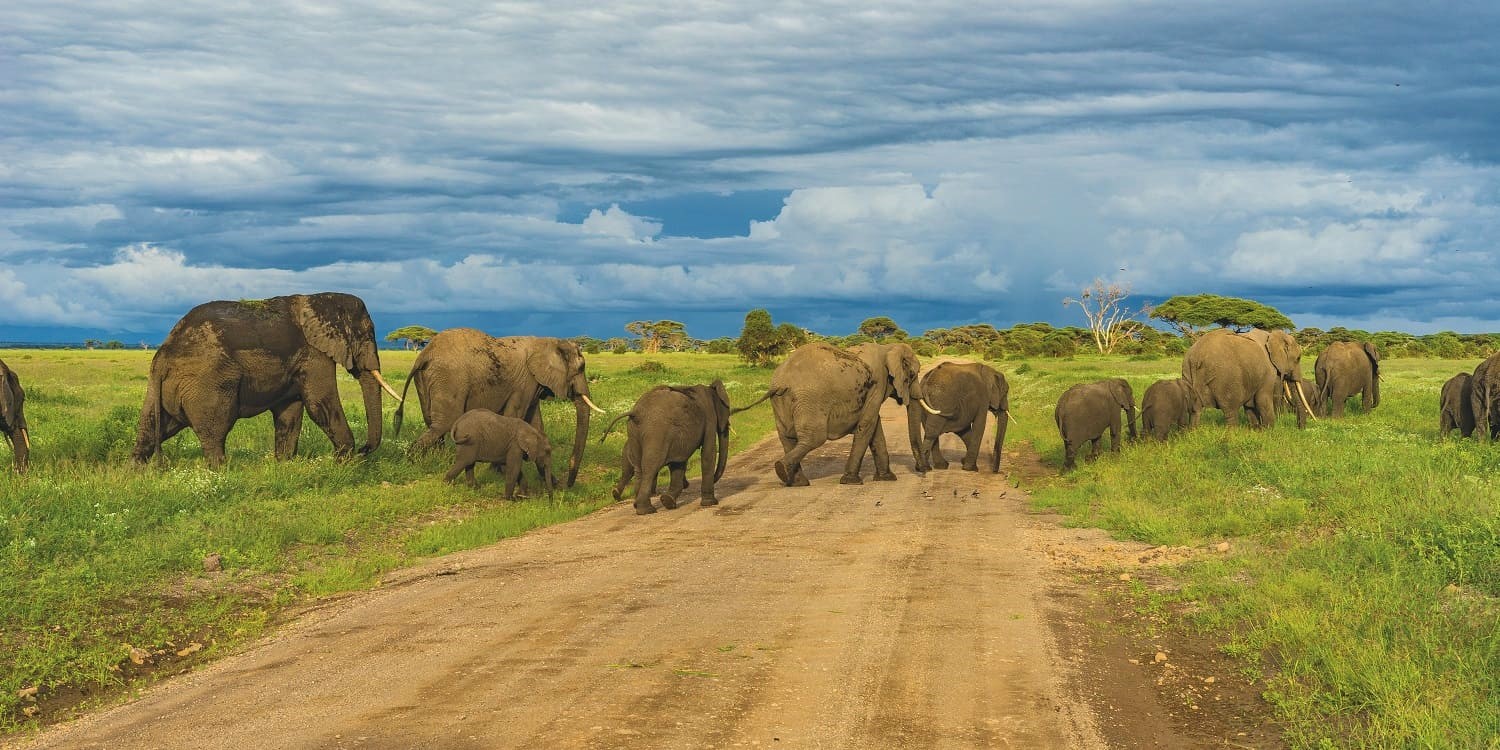 how to plan a serengeti safari tanzania