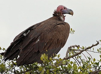 Lappet Faced Vultures in Serengeti