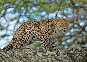 Leopards in Serengeti