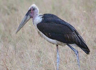 Marabou Storks in Serengeti