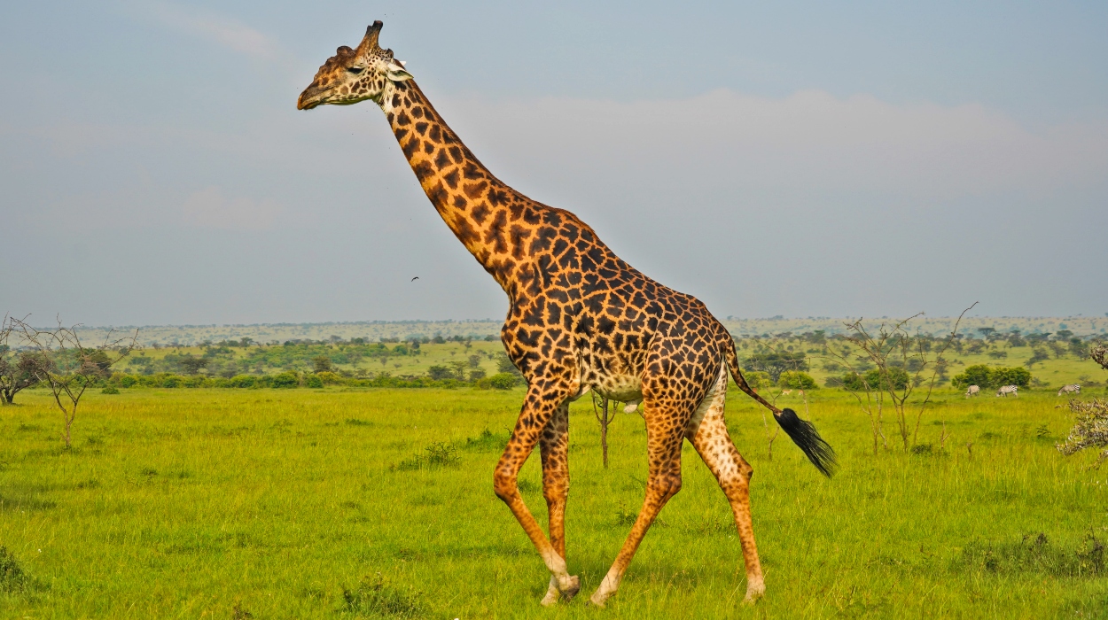 Masai Giraffes in serengeti