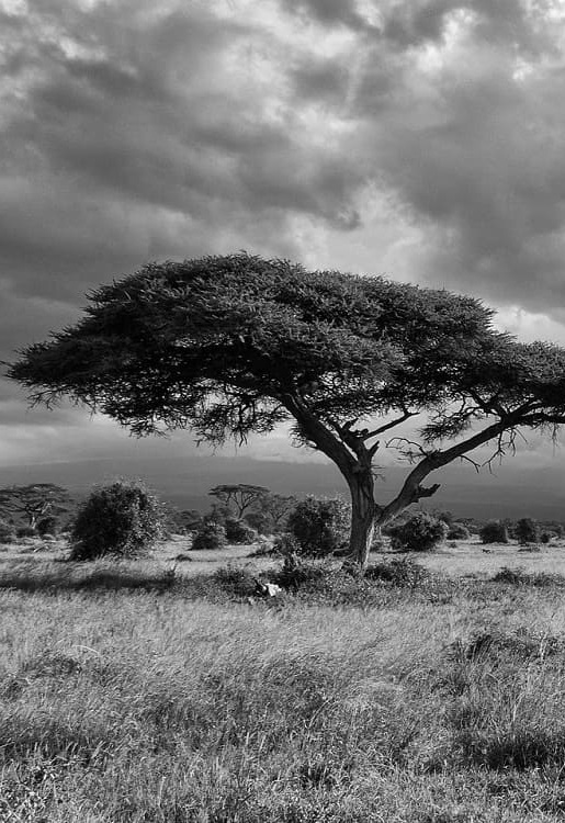 serengeti or masai mara