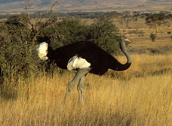 Ostrich in Serengeti