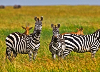 Zebra in Serengeti